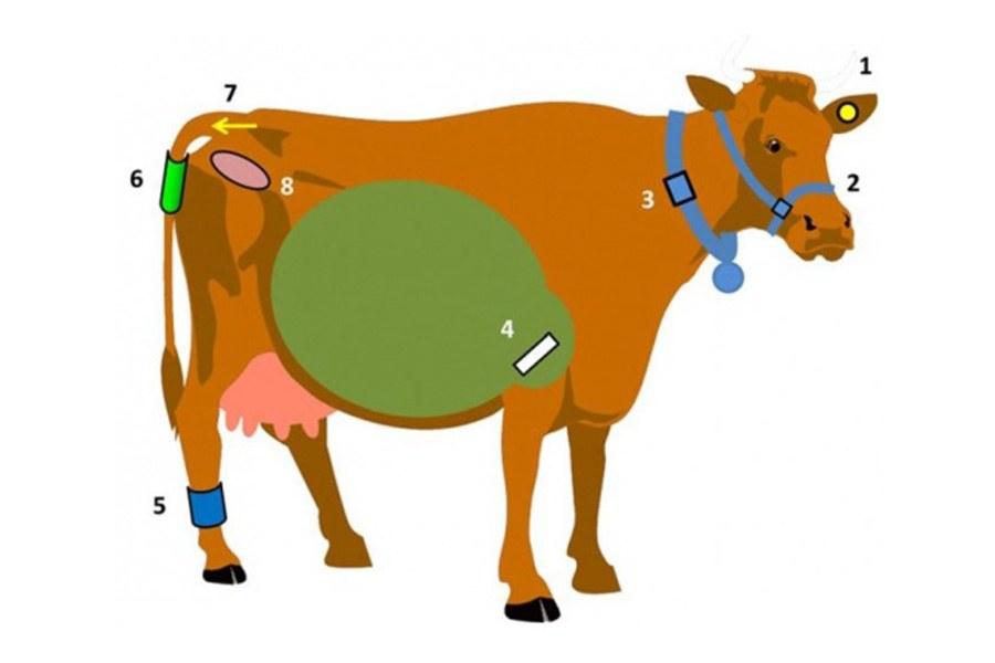 Image showing a drawing of a cow with various sensors on: one in the ear, mouth, stomach, anal tract, foot, neck and tail 