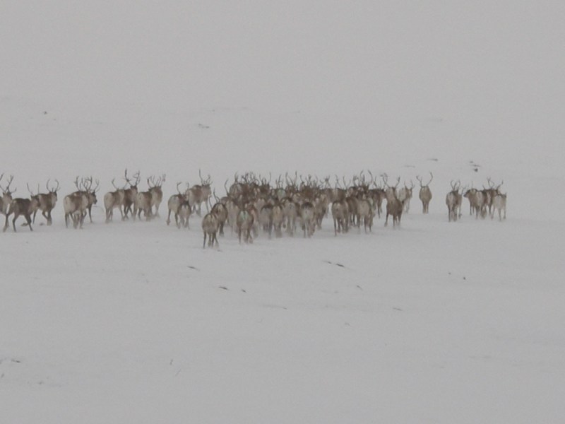 Tracking technologies for Reindeer Husbandry – A Chat with Luke Researchers