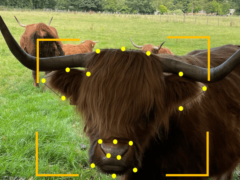 Machine Learning to Recognise Pain in Animals: What is the Future?