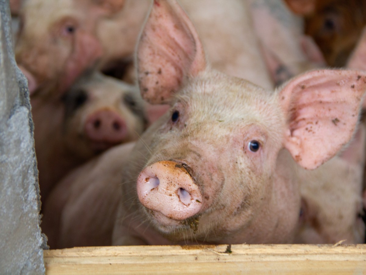 Visual-Cognitive Abilities of Pigs: A Case Study with Pigs and Tablet Computer Screens